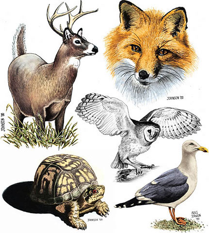 Animal of the Week