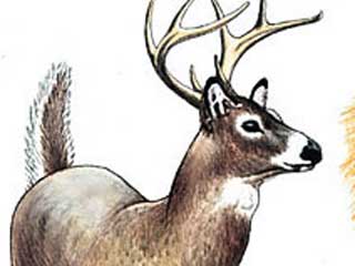 Animal of the Week